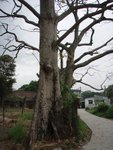 一棵好粗板根的樹木
P3304207