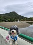 芝麻灣半島的老人山
20240318-046