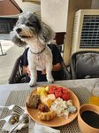 Dogcation 套餐包2人自助早餐, 食物欵式多, 好豐富, 我只試了少於3分之一種食物
20240415-046