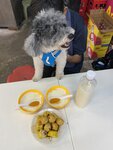 等大佛開燈期間去嚐豆腐花, 魚蛋和燒賣
20240515-073