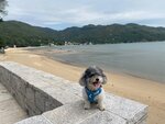 銀礦灣沙灘
20241024_000029