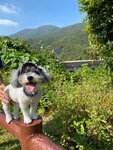 燒烤場對正條小路上淺水灣坳途中回望第四度橋
IMG-20241112-WA0008