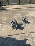IMG-20250111-WA0008