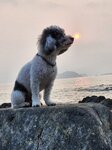 東龍島露營 (10)