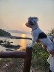 東龍島露營 (8)
