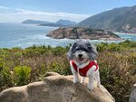五分洲, 鶴咀和蒲台島(近至遠)
20250131_000024