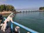 連接大利島和坪洲的橋(坪利路)
20250215_143811