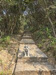 涼亭附近石級路上太平山頂
20250218_112240