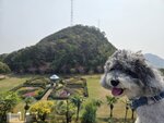 下望山頂花園
20250218_114751