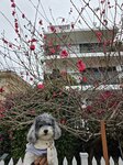 櫻花?
20250222_000003