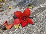 木棉花
20250316_130942