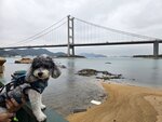 青馬大橋
20250329_000006