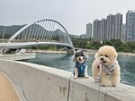 將軍澳海濱南橋20250406_000017