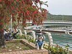 好多錢, 串錢柳
背後海濱公園行人天橋
20250406_000020