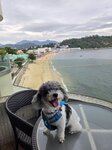 酒店可狗的露台房間在2樓, 望東灣

20250828_000009