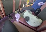 回程乘1215普通航班, 雖然無冷氣不過3把風扇搭夠
20250828_000080