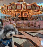 馬鞍山廣場聖誔
20251107_000001