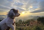 飛鵝山道日落金光和相右的慈雲山, 獅子山及畢架山

20251112_000074