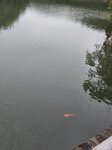 副水塘中好大條鯉魚
20251028_100457