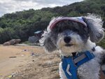 背後建築是洪聖爺廟,廟前大石似隻龜
20251220_103320