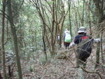 在林中覓路往老鼠田
P4102653