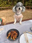 煎雞肉串
20260123_000027a