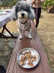 無調味鴨肉粒俾狗狗食的
20260123_000030a