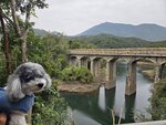 落中水壩壩底途中見大潭篤水塘第四度英式橋
20260123_000040a