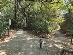 坪洲家樂徑往銀洲仔亭和手指山的分岔路, 其實右路可先落銀洲仔亭續上手指山


20260221_120812