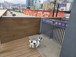 灣仔海濱愛犬公園
20260226_141146