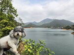 大潭篤水塘入口處, 遙望水塘大壩, 即是大潭道20260307_000001