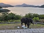 有兩隻野豬來探訪進早餐
20260312_000038