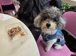 先在碼頭旁士多食晏, 當然是妹釘先食, 鵪鶉腿20260321_114238