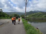 沿南涌村馬路前行

20260602_092639