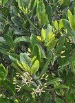 路邊紅樹林, 秋茄樹又叫水筆仔因果實形狀似筆

20260602_092914