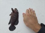 是日少少漁獲, 烏絲

20260616_105818