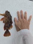 是日少少漁獲, 石狗公

20260616_115418
