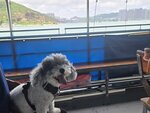 西灣河乘船往東龍島, 竟然包船上層, 下層是釣友

20260619_131447