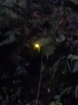 瀑布旁睇螢火蟲
20260712_195559