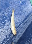 船停甕缸洲和火石洲之間海中等候, 少少魚獲, 狗棍魚
20260721_113636