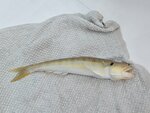 早上少少魚獲, 狗棍

20260728_113536
