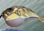 隊友釣的雞泡魚

20260728_115124