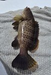 下午魚獲, 芝麻斑

20260728_140826