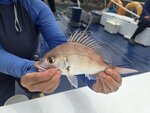 隊友釣的比手掌大的鱲魚

20260804_115138