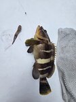黃釘魚, 釣一送一迷你魚仔
20260804_115533