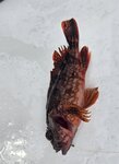 少少魚獲, 有朋友說是石崇
20260825_000016