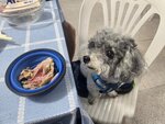 榕樹灣海鮮酒家晚飯, 妹釘食私房雞
20260828_181959