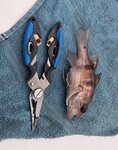 是日唯一魚獲
20260901_152215