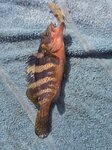 是日少少魚獲, 芝麻斑仔

20260908_000028