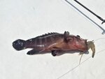 下午少少魚獲, 烏絲
20260908_000042
